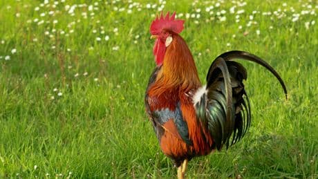 La propriétaire du coq Aldo, qui fait jaser, se dit visée par un courrier de la mairie