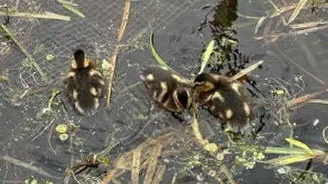 Scottish Canals issue warning as ducklings swim through rubbish-strewn water