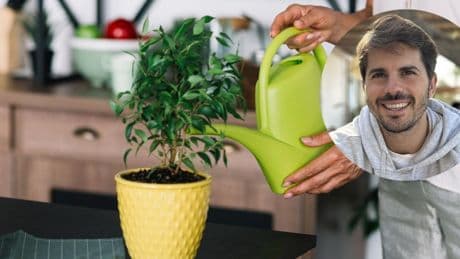 Álvaro Pedrera, experto en plantas: “El 90% de las plantas de interior que mueren en verano es por regarlas demasiado y por ponerlas en habitaciones sin luz”