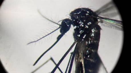 Dengue, in Italia quasi 700 casi in 2024. Torna allarme zanzare, Bassetti: "Momento di agire"