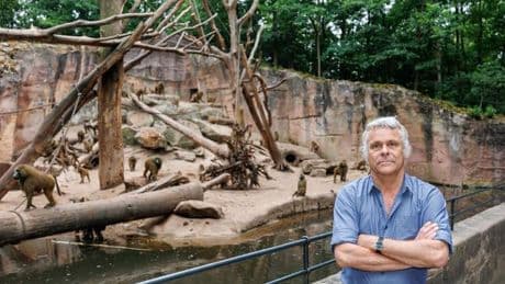 Getötete Paviane: Tiergarten: Tötung der Paviane keine einmalige Aktion