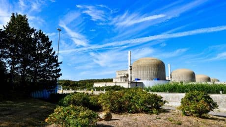 Quallen verstopfen Kühlung von AKW in Frankreich