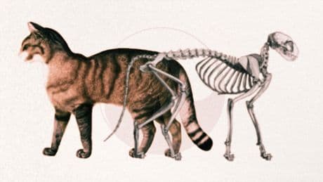 Vida y muerte del gato de Schrödinger: los misteriosos mundos que se pueden describir, pero no entender