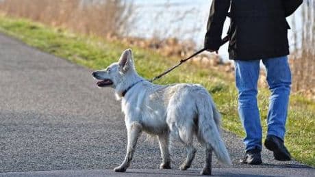 Portare a spasso il cane, le regole da rispettare