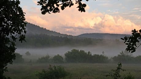 Pfälzerwald: Per Foto ertappt - erster Goldschakal in Rheinland-Pfalz