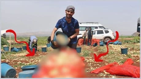 Hasat başladı çiftçinin yüzünde güller açtı! Reyhanlı’dan bereket fışkırdı: Kilosu 15-20 TL olarak açıklandı