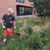 Groendienst staat voor mysterie: cannabisplanten blijven opduiken in Aalst