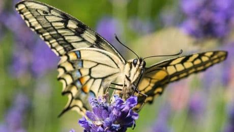 Naturschutz: Extreme Trockenheit macht Schmetterlingsarten zu schaffen
