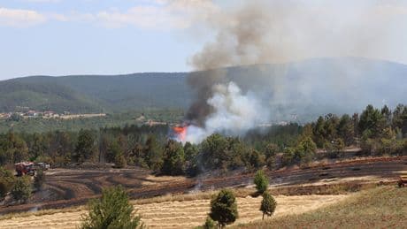 Tarlada çıkan yangın ormana sıçradı: 6 dekar alan zarar gördü
