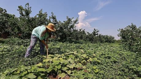 Gurbetçilerin vazgeçilmez yatırımı oldu! Şirket yöneticiliğini bıraktı, 85 dönüme ulaştı! Almanya kapış kapış alıyor