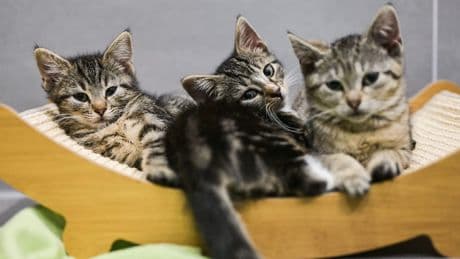 Tierheim Bremen übernimmt sieben Katzenbabys – Sorge um die Kleinen