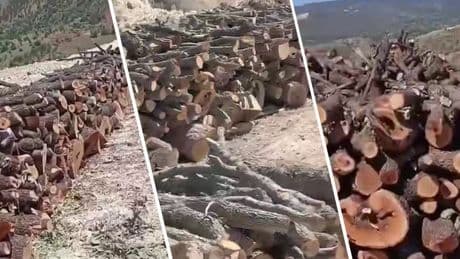 Gabar’da ağaç kıyımı büyüyor: Korucu başları kıyımı ticarete döktü