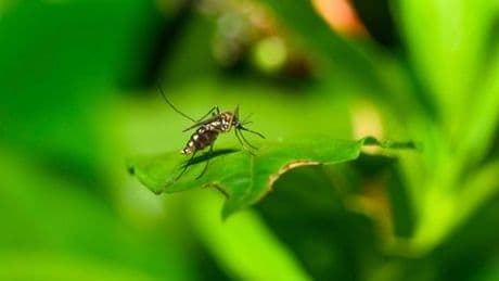 Stiko empfiehlt erstmals Reise-Impfung gegen Chikungunya
