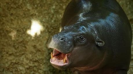 Mini-Hippo Toni ist gut in Frankreich angekommen