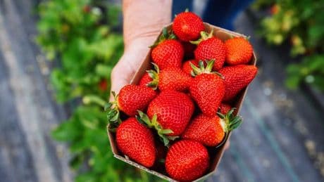 Obst: Zwölf Fakten zu rheinland-pfälzischen Erdbeeren