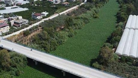 Hatay’da korkutan manzara! ‘İstilacı bir tür, bu coğrafyaya ait değil’