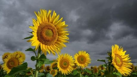 Wetter: Wetterdienst sagt weiterhin Schauer und Gewitter voraus
