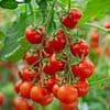 Food safety chiefs issue warning on tomatoes as salad favourite is linked to deadly infection that left more than a dozen hospitalised
