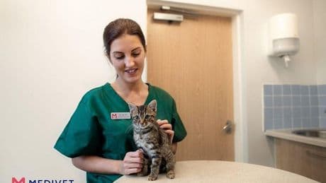 Extremadura será la primera comunidad en desgravar en el IRPF el gasto veterinario de las mascotas