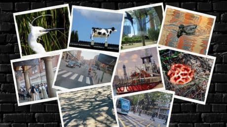 De la vaca en el tejado a la seta extraterrestre