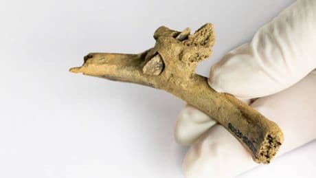 Hace 4.000 años le dispararon en los Pirineos: han hallado su costilla con una flecha clavada