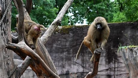 Tötungen von Zootieren: Tierschutz oder organisatorische Bequemlichkeit?
