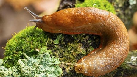 Nacktschnecke löst nächtlichen Polizeieinsatz aus