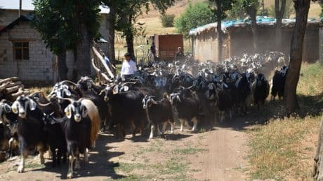 Muş'ta 52 kişilik ekip, küçükbaş hayvanları aşılayıp kayıt altına alıyor