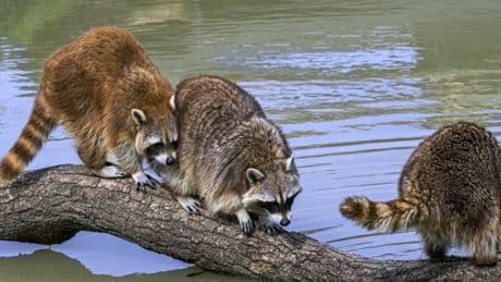 Ragondin, raton laveur, corbeau… Qui décide de classer certaines espèces comme nuisibles ?