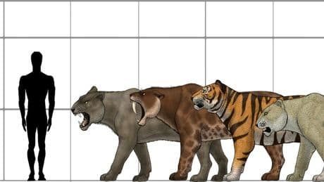 Meet The Giant Lion That Ruled North America 15,000 Years Ago — Explained By A Biologist