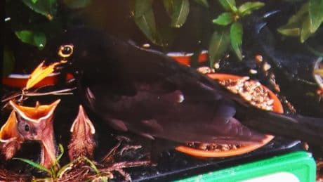 Zum Piepen! - Amsel brütet mitten im Gartencenter