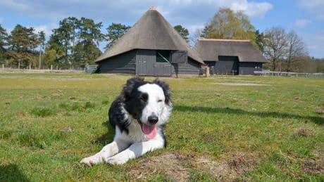 Stichting: gevonden schedel toch niet van schaapshond Daisy