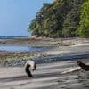 Caught on camera, capuchin monkeys kidnap howler monkey babies