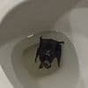 Woman ordered to go straight to hospital after terrifying discovery of creature in her bathroom