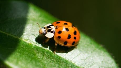 Peut-on vraiment sentir les insectes? Des scientifiques répondent au débat qui divise TikTok