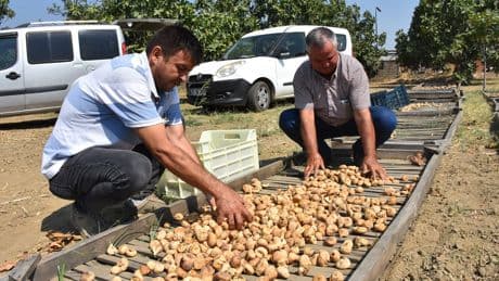 Sezonun ilk kuru incirine 400 lira fiyat