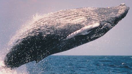 'Inference whales' are breaching AI coding startup business models