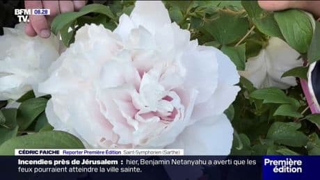 Au cœur du paradis des pivoines à Saint-Symphorien, dans la Sarthe