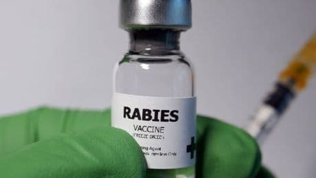 Rabies hotspots MAPPED: Where you're most likely to be infected with deadly disease