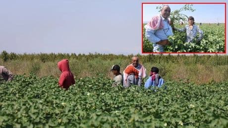 45 derece sıcağın altında 650 liraya çalışıyorlar! Kavurucu sıcak en çok onları etkiliyor: Hatay’da zorlu mesai