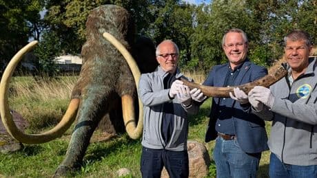 Sensations-Fund kommt ins Museum - Taucher entdecken Stoßzahn von Mammut