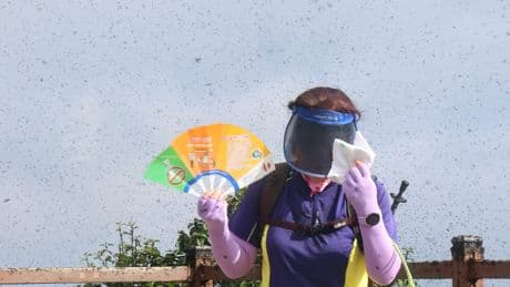 'Lovebugs' return in swarms to South Korea and blanket a mountain peak