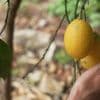Angleterre : des zestes de citron sur l'île de Wight, la prouesse unique d'un maraîcher