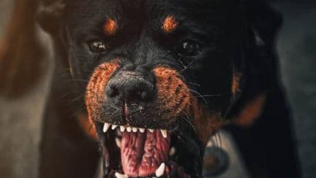 Azzannati dal rottweiler di casa. Gravi fratellini di 8 e 10 anni