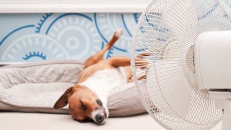 A day in the life of a dog in a heatwave