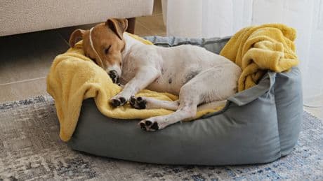 Hundebetten im Härtetest: Testsieger und Preistipp mit Kuschelfaktor