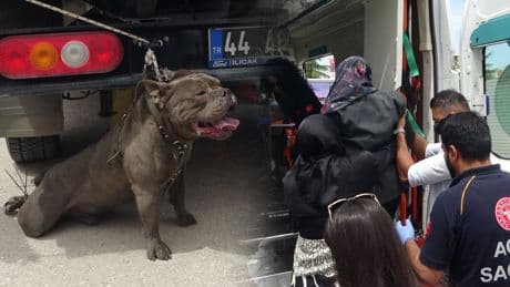 Başıboş pitbull dehşet saçtı! Kalabalık zapt edemedi: 1 kadın yaralandı