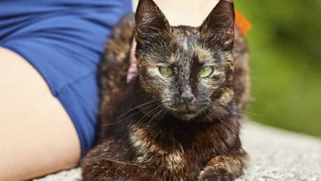 Tierheim Burgdorf: Streunerkatze Belana sucht Zuhause
