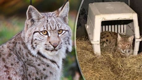 Ontsnapte lynx na week weer terug in Eindhoven Zoo