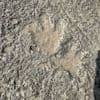 Pootafdrukken dinosaurus blootgelegd door dodelijke overstromingen in Texas